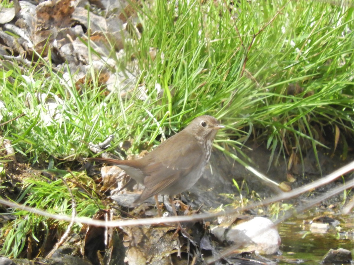 Hermit Thrush - ML141335481