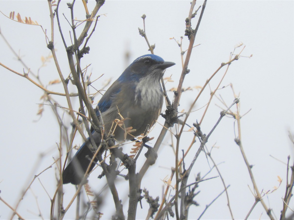 Woodhouse's Scrub-Jay - ML141335861