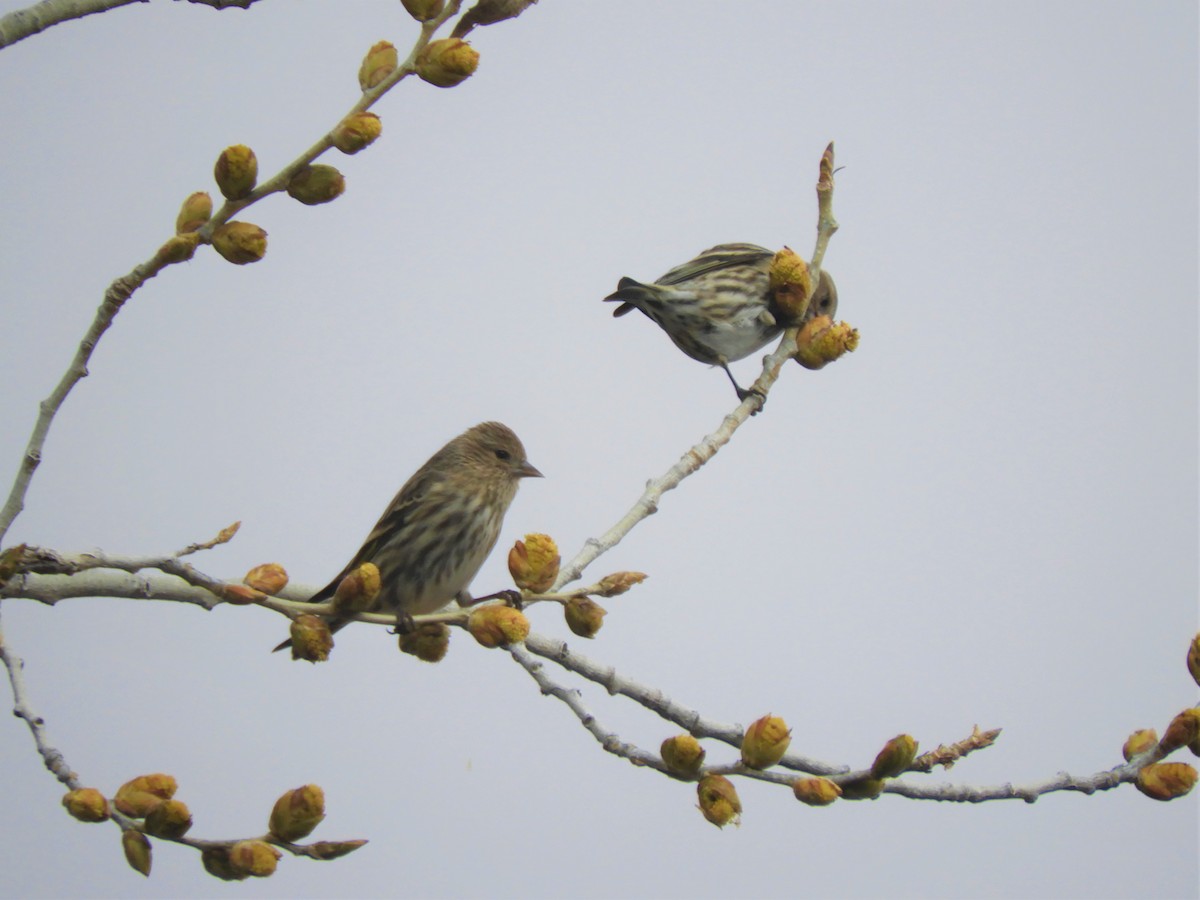 Pine Siskin - ML141336031