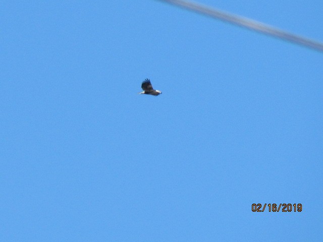 Bald Eagle - ML141337441