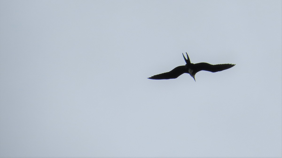 Magnificent Frigatebird - ML141337641