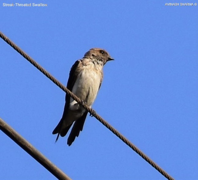 Streak-throated Swallow - ML141337791