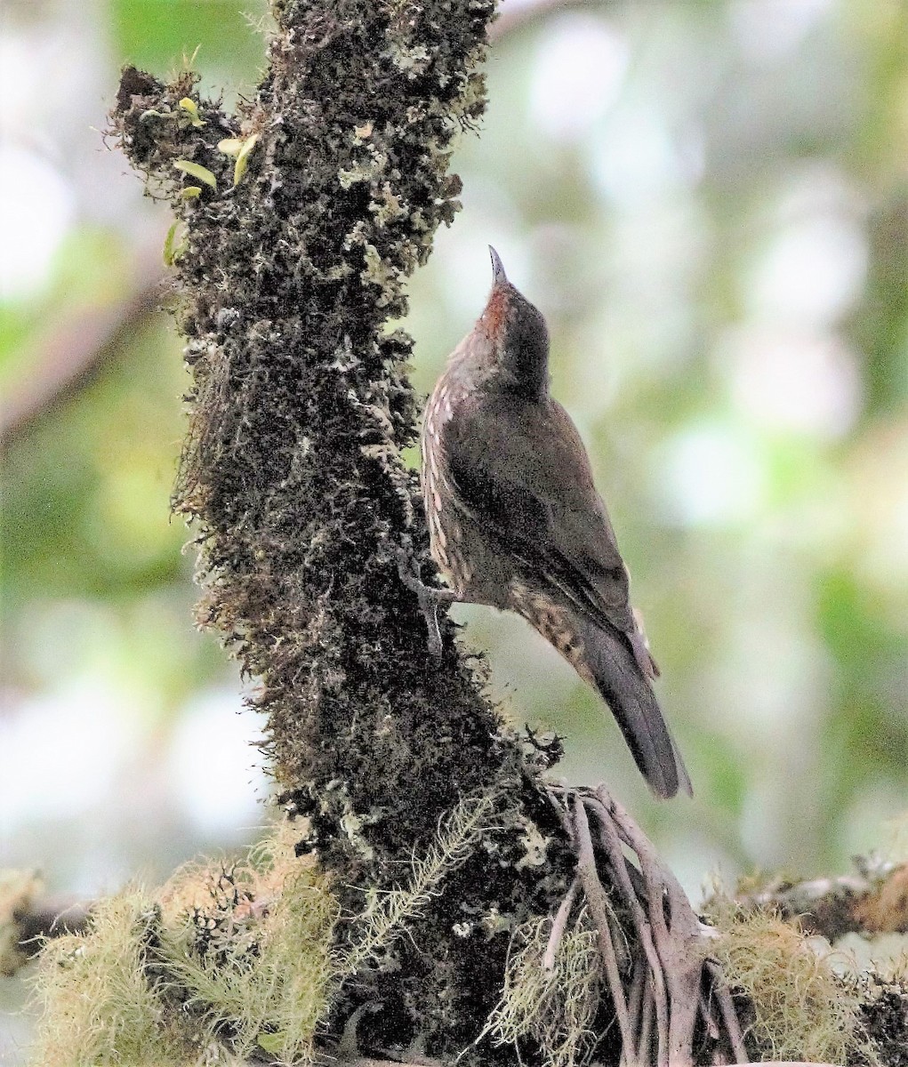 Red-browed Treecreeper - ML141339331