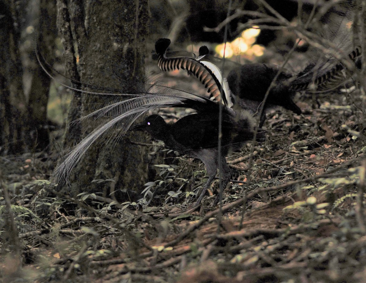 Superb Lyrebird - ML141339521