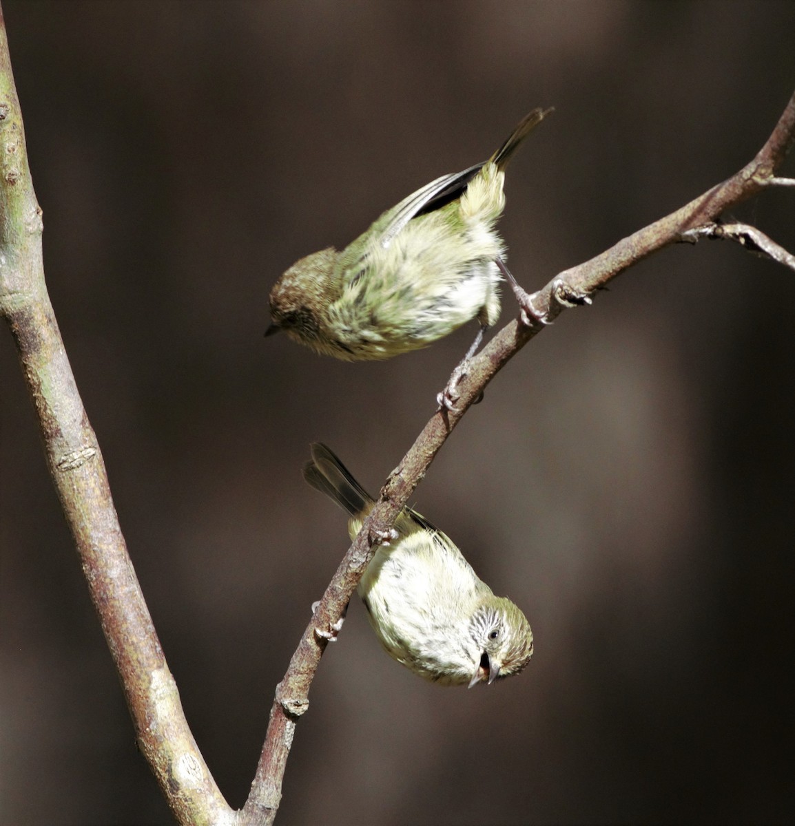 Striated Thornbill - ML141339621