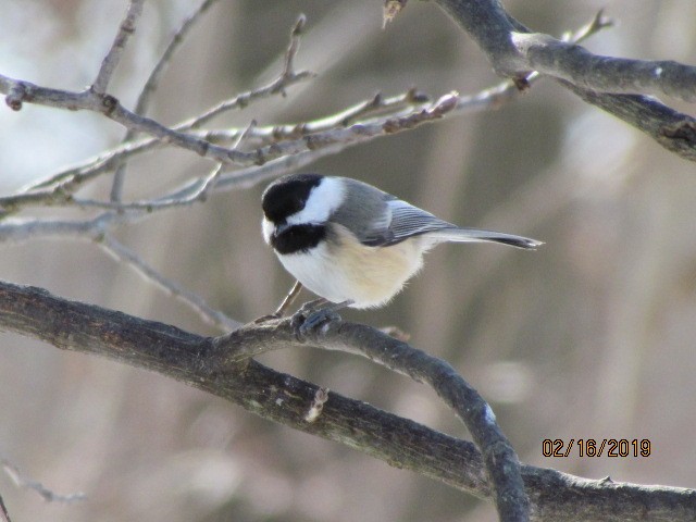 Black-capped Chickadee - ML141339871