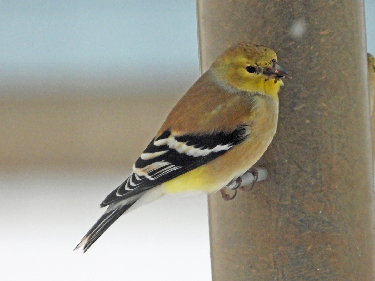 American Goldfinch - Robert Kuhn