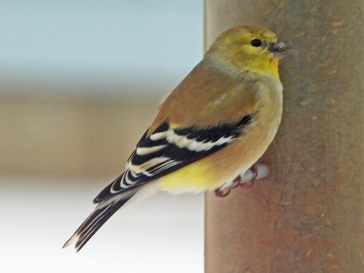 American Goldfinch - ML141340171