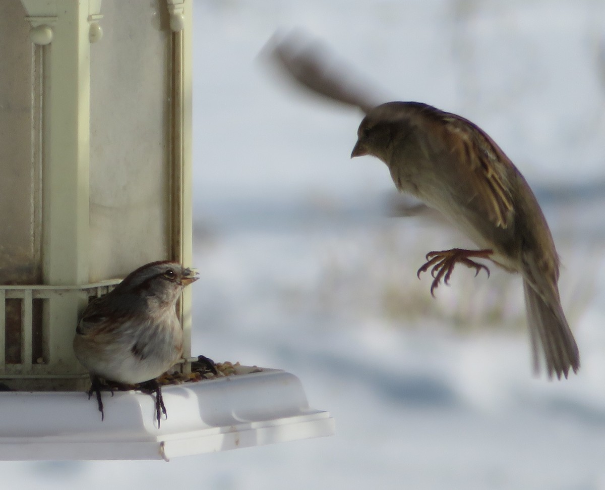 American Tree Sparrow - Susan Tank