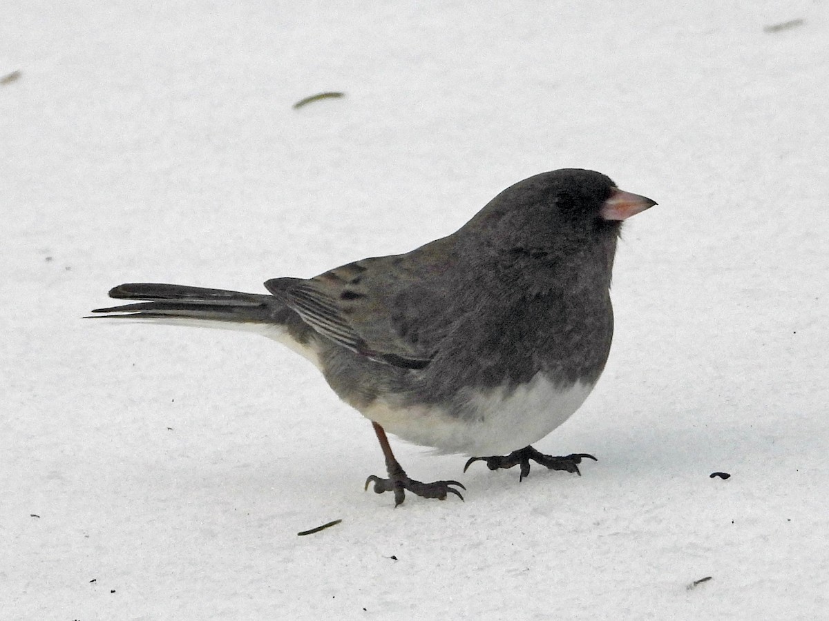 Dark-eyed Junco - ML141340961