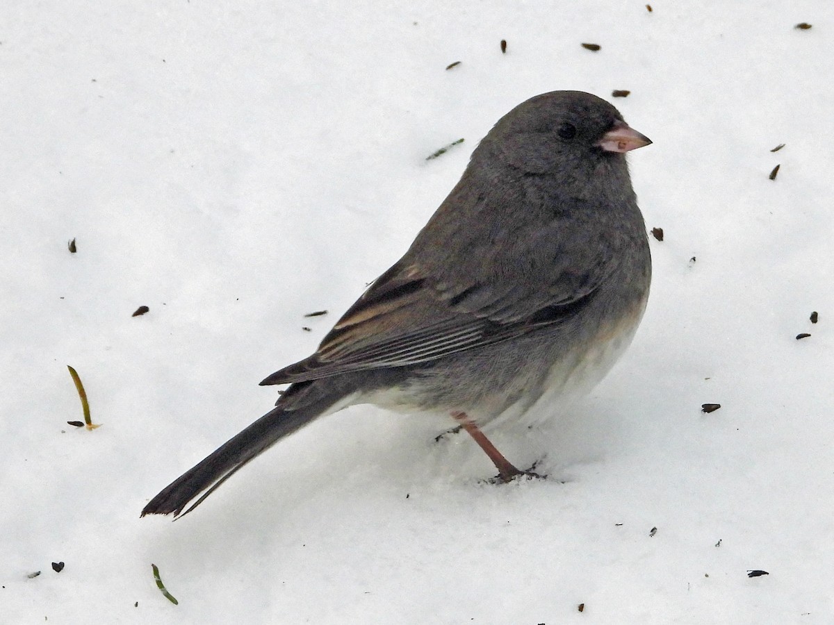 Dark-eyed Junco - ML141341051