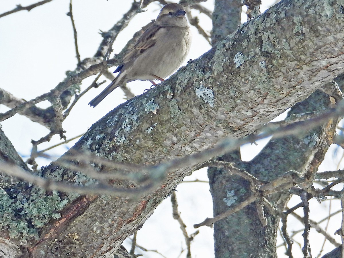 House Sparrow - ML141341241