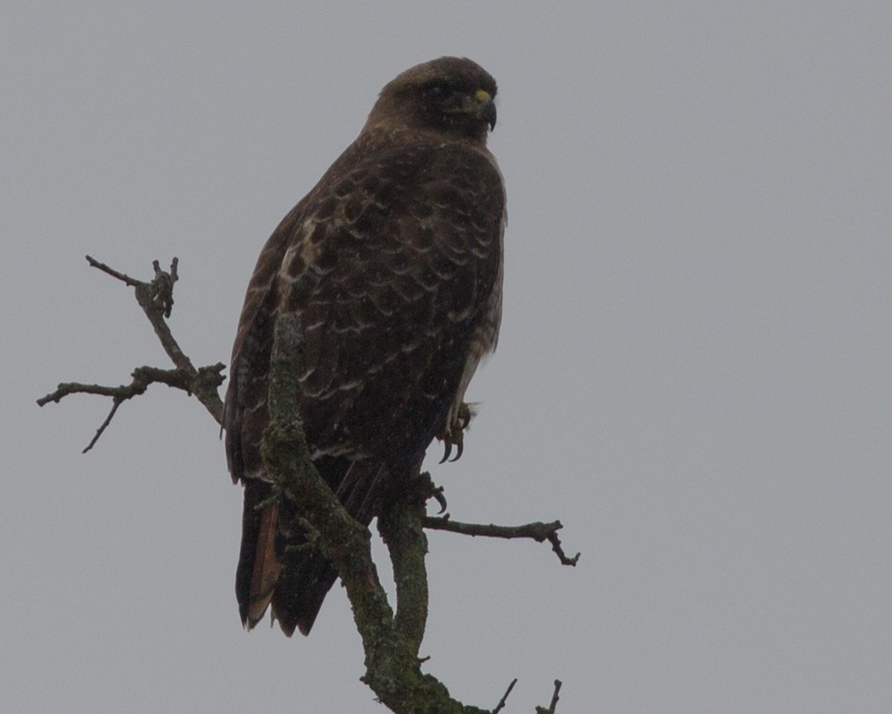Red-tailed Hawk - ML141341381