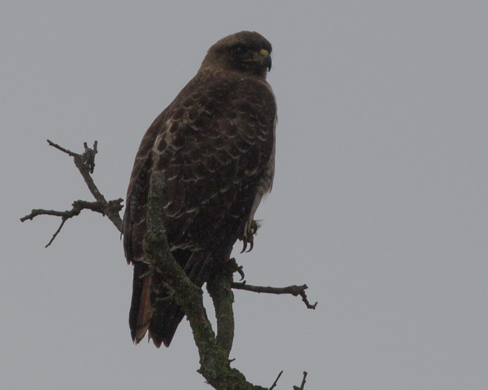 Zapelatz buztangorria - ML141341381