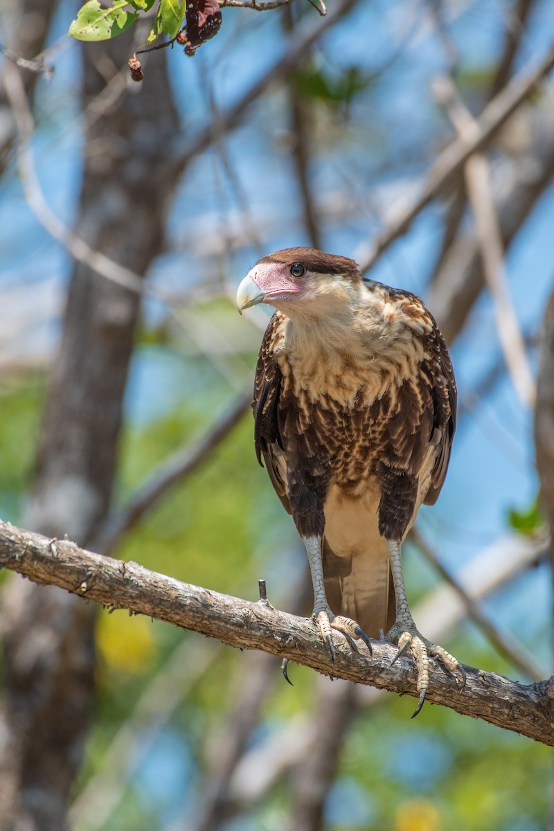 Crested Caracara (Northern) - Rio Dante