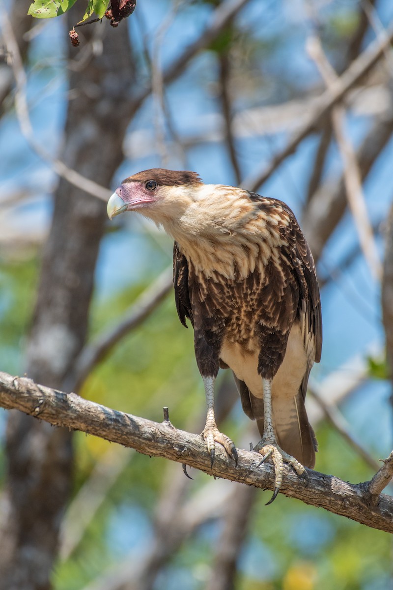 Caracara Carancho (norteño) - ML141341831