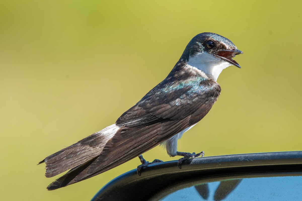 Mangrove Swallow - Rio Dante