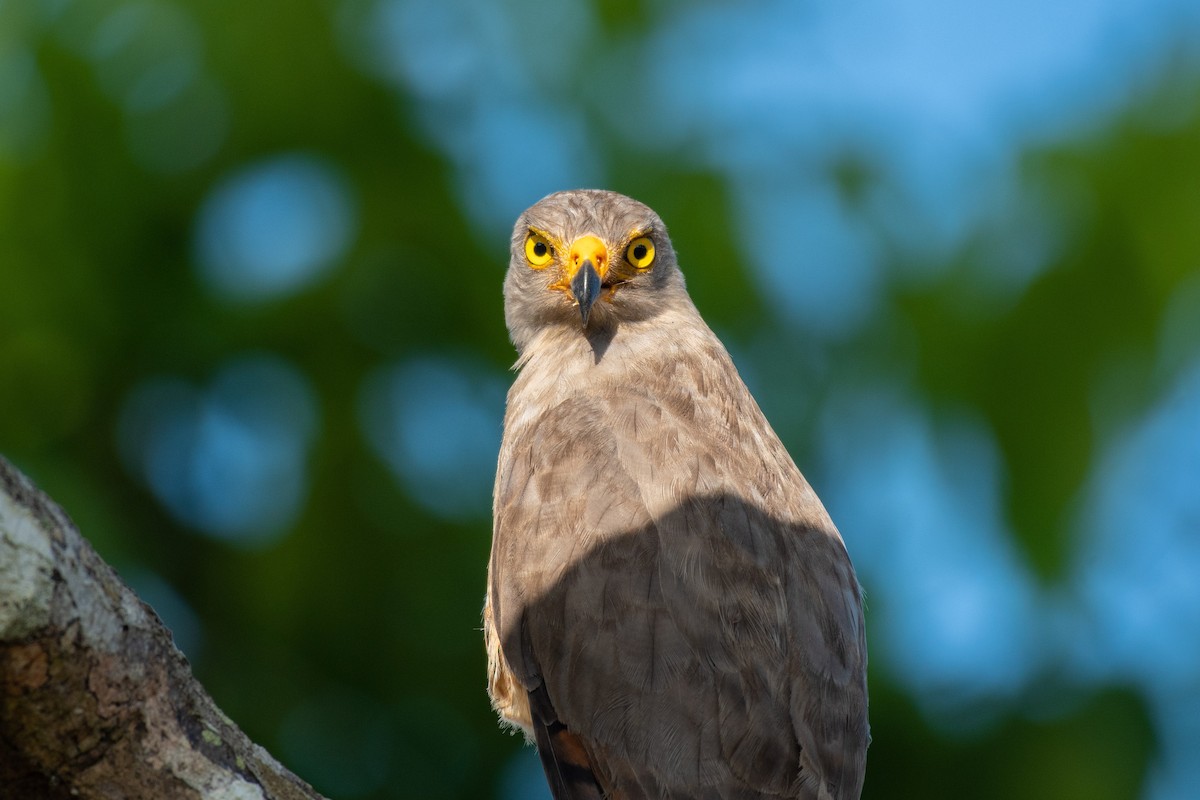 Wegebussard - ML141342311