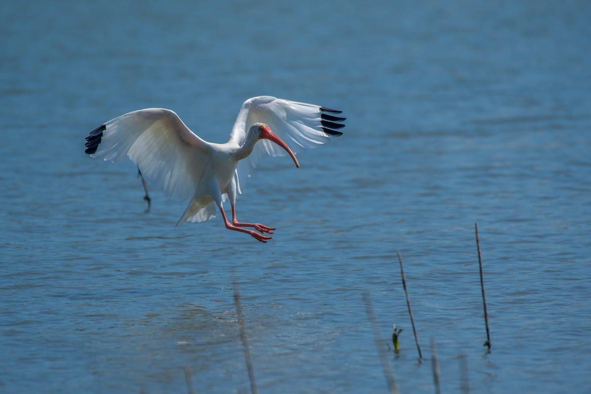 White Ibis - Rio Dante