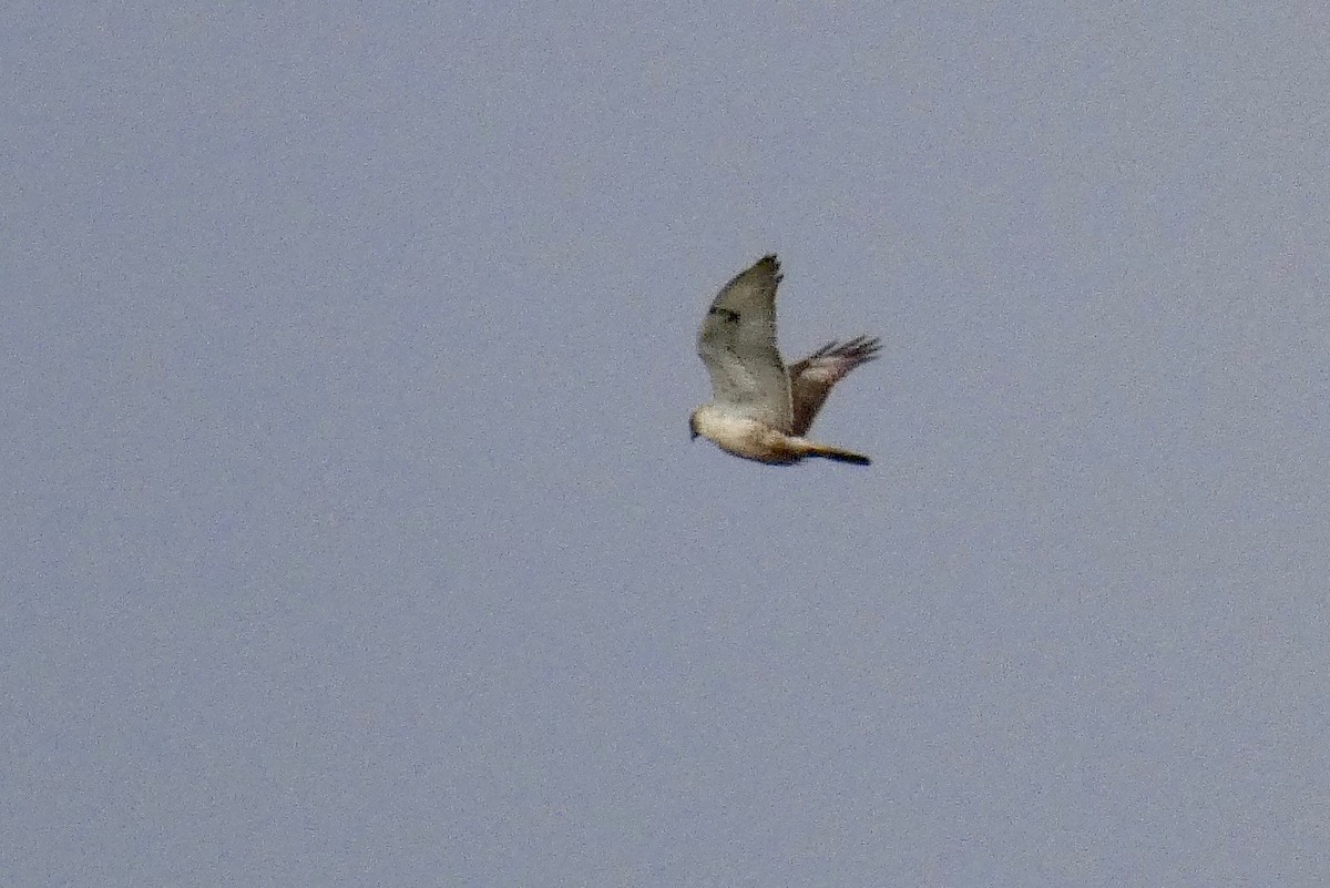 Ferruginous Hawk - ML141344061