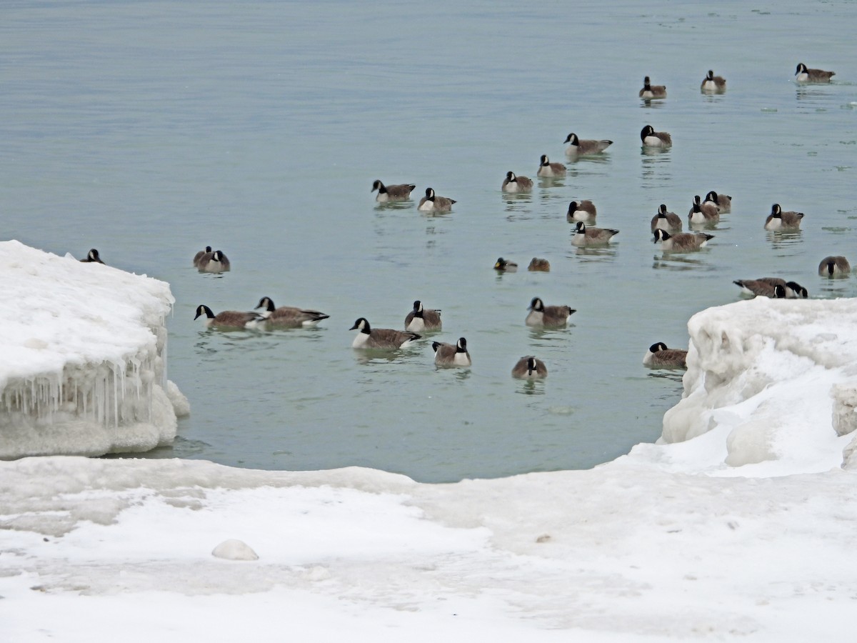 Canada Goose - ML141344081