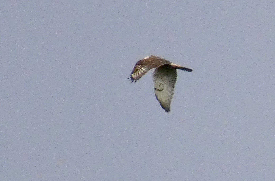 Ferruginous Hawk - ML141344161