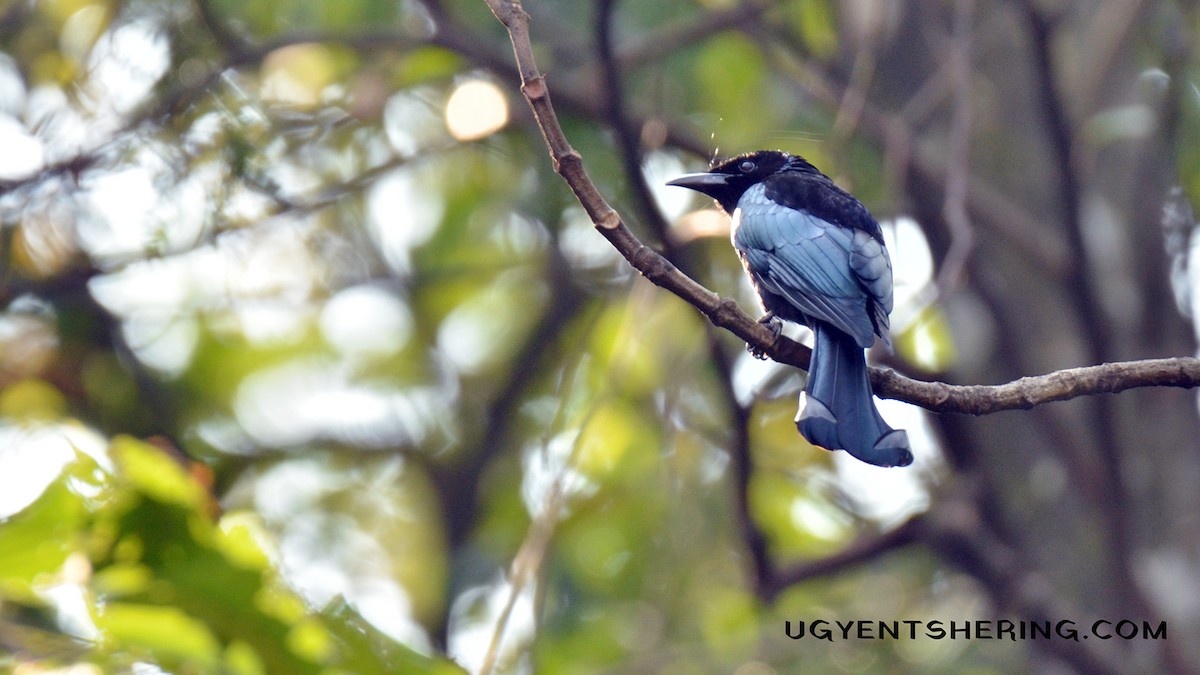Hair-crested Drongo - ML141344611