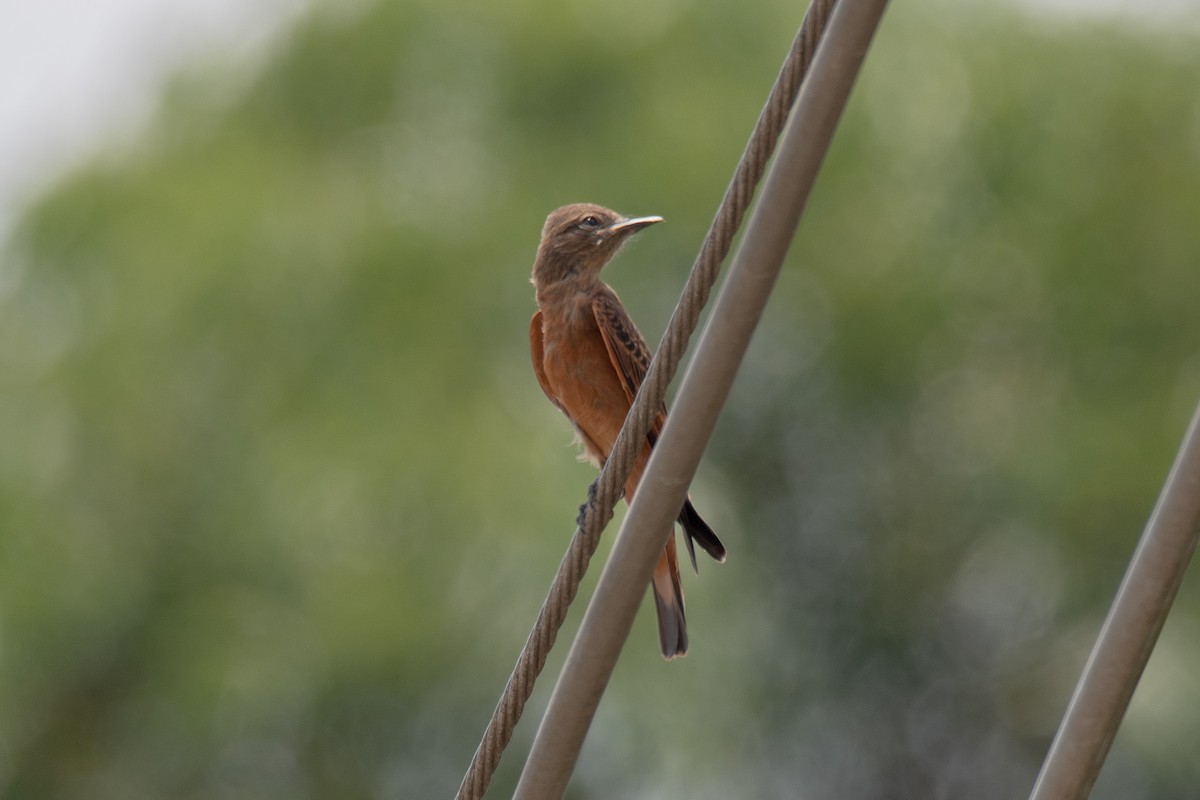 Cliff Flycatcher - ML141345351