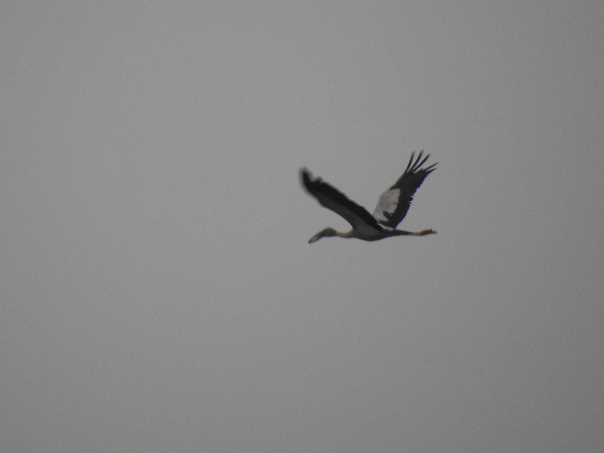 Asian Openbill - ML141345461