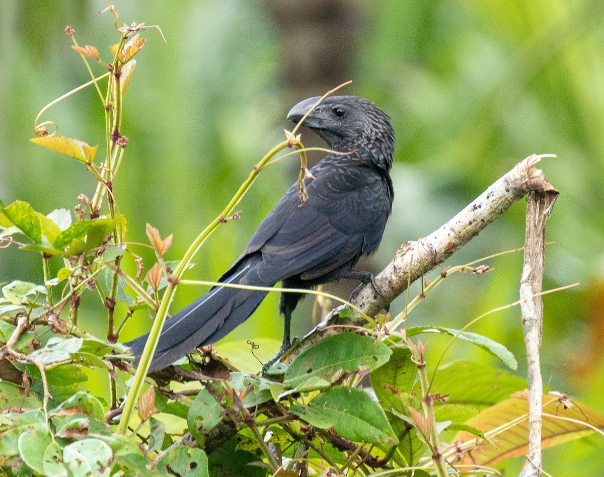 Smooth-billed Ani - ML141346001