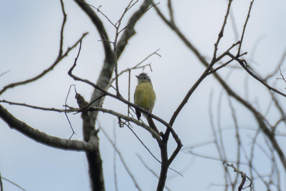 Yellow-olive Flatbill - ML141347051