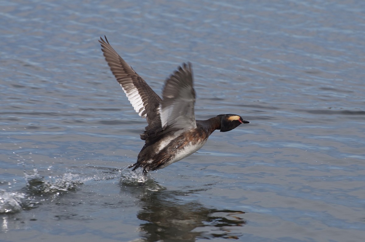 Horned Grebe - ML141348531