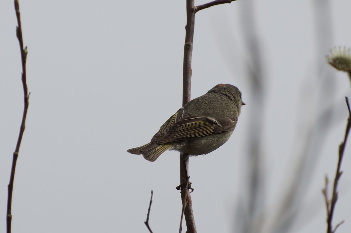 Ruby-crowned Kinglet - ML141348851