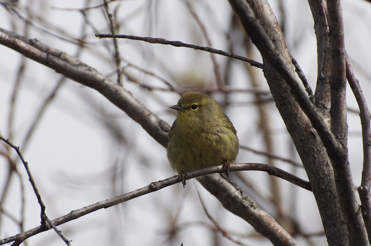 Orange-crowned Warbler - ML141349041