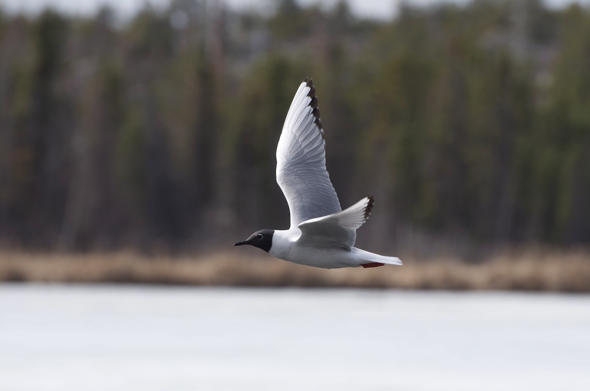 Bonaparte's Gull - ML141349141