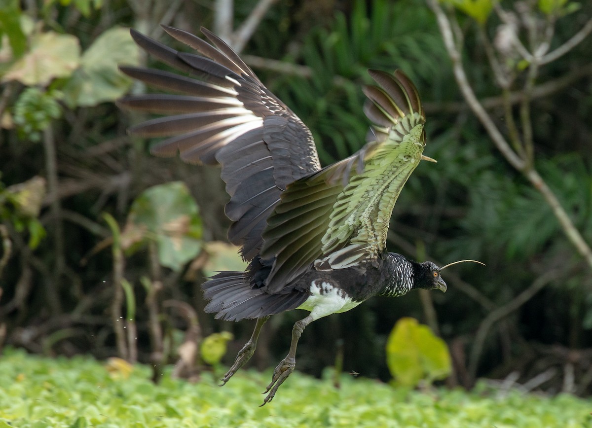 Horned Screamer - Susan Mac