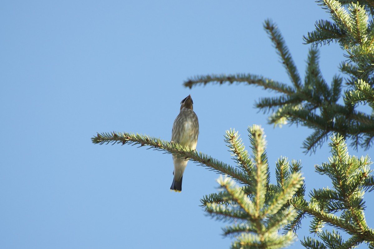 Cedar Waxwing - ML141350241