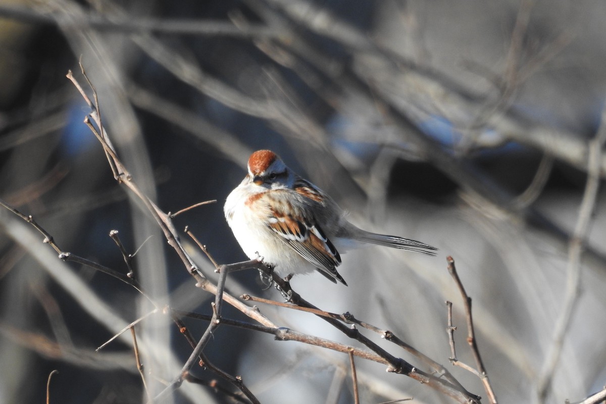 American Tree Sparrow - ML141350611