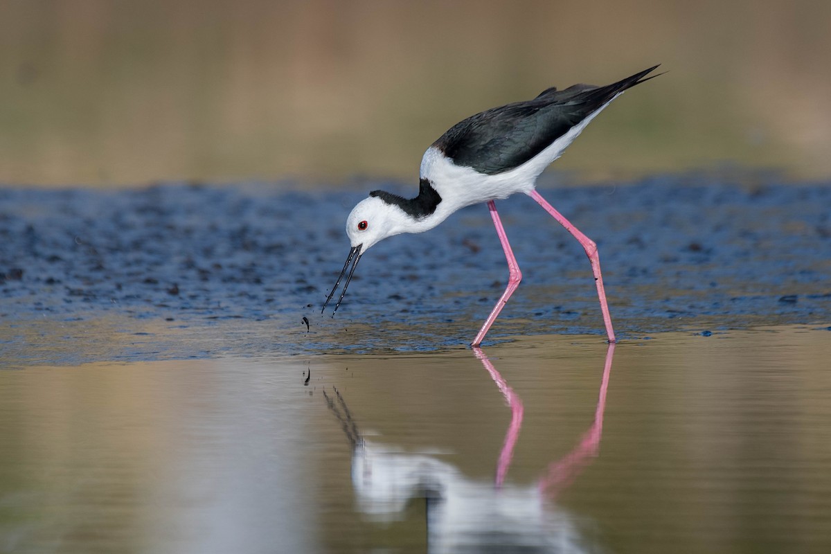 Pied Stilt - Terence Alexander