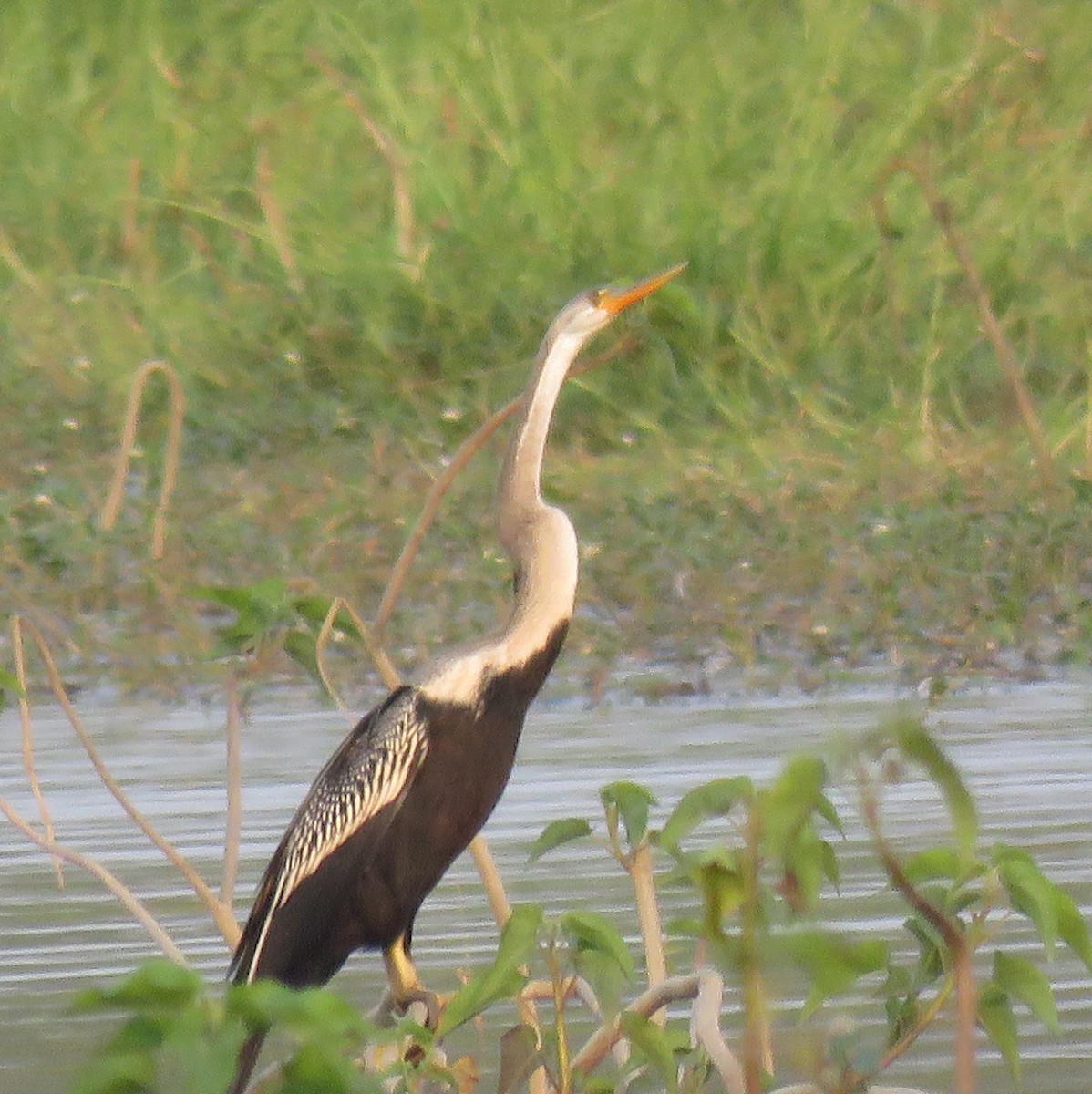 Oriental Darter - ML141351811
