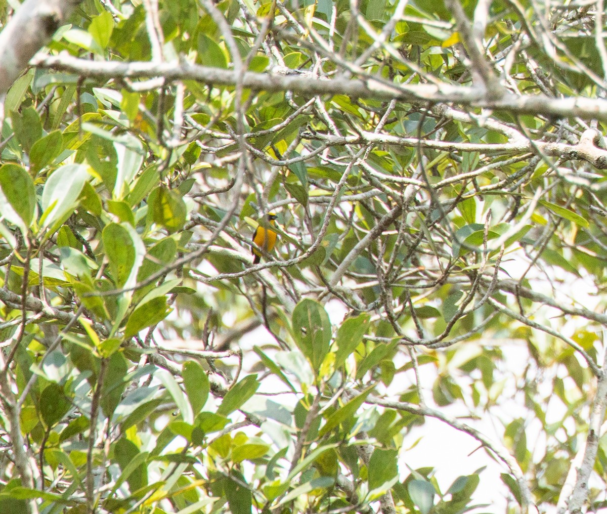 Orange-bellied Euphonia - ML141352981