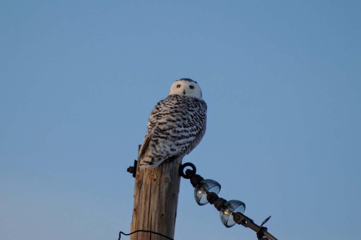 Snowy Owl - Scott & Jill Tansowny