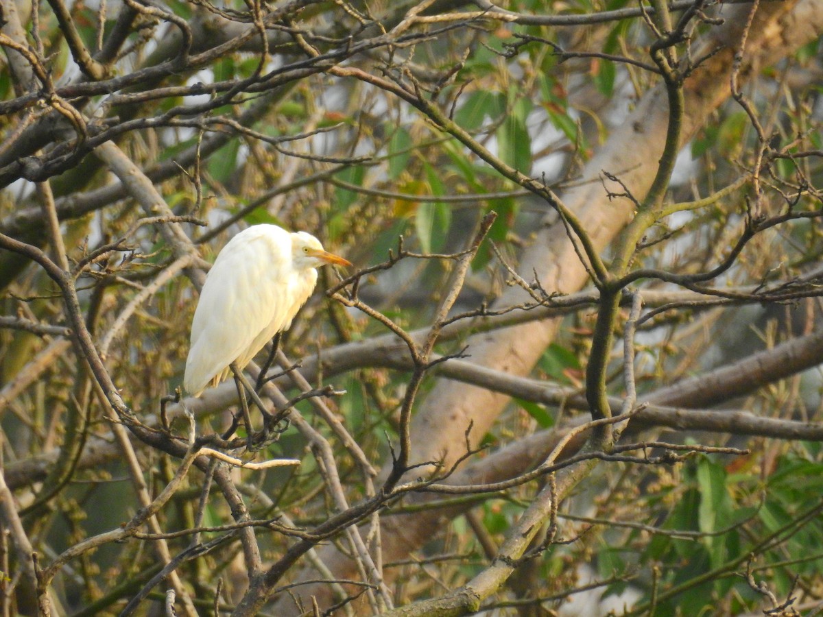 Héron de Coromandel - ML141354951