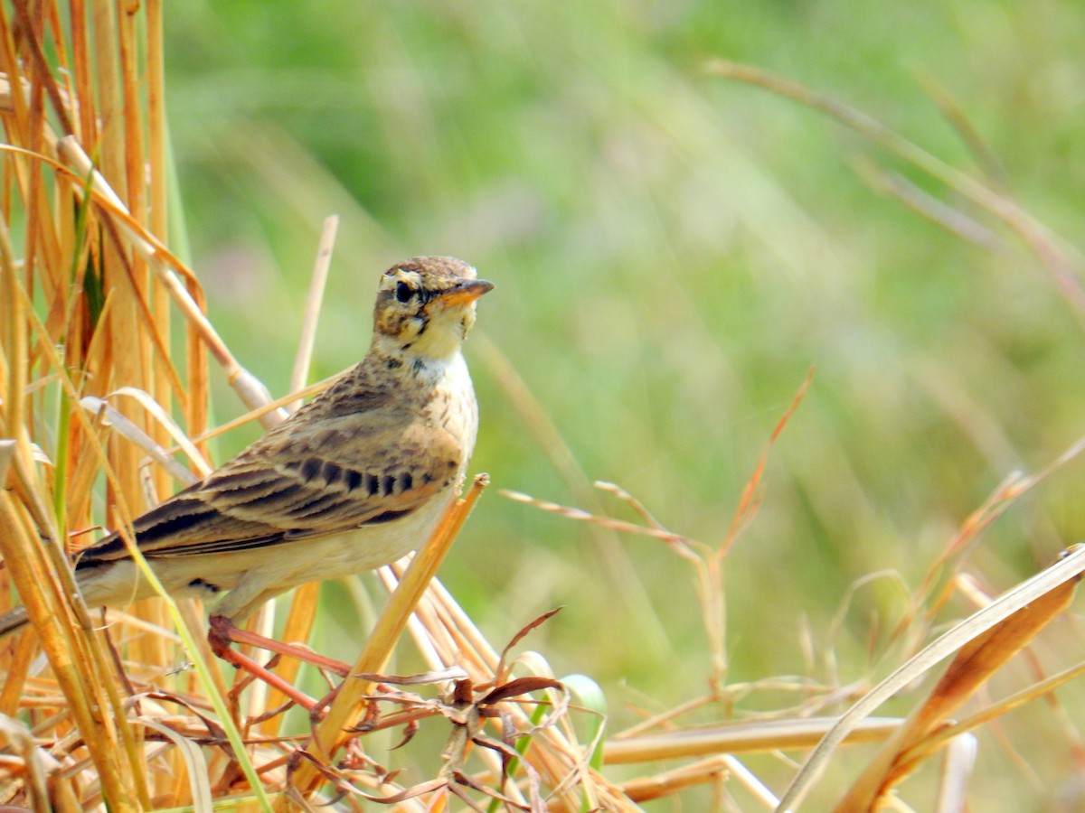 Paddyfield Pipit - ML141356781