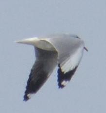 Brown-headed Gull - ML141356891