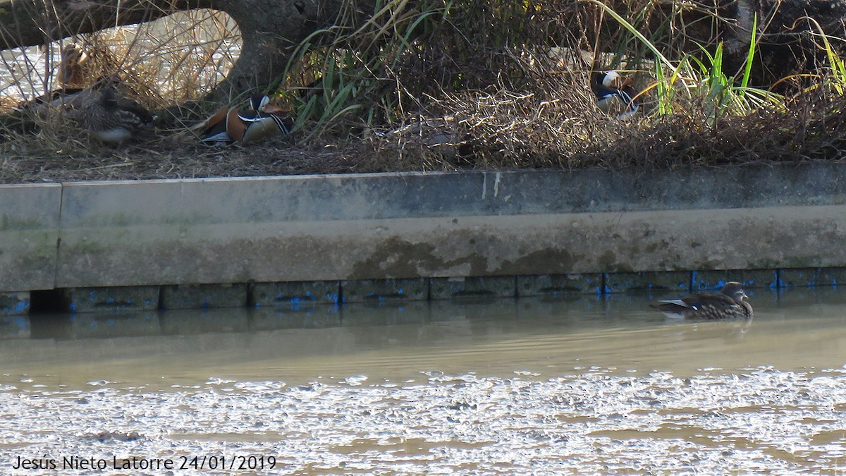 Mandarin Duck - ML141357061