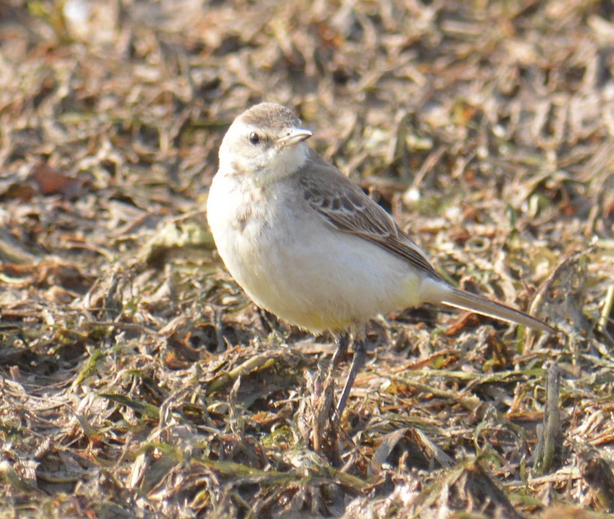 Western Yellow Wagtail - ML141357121