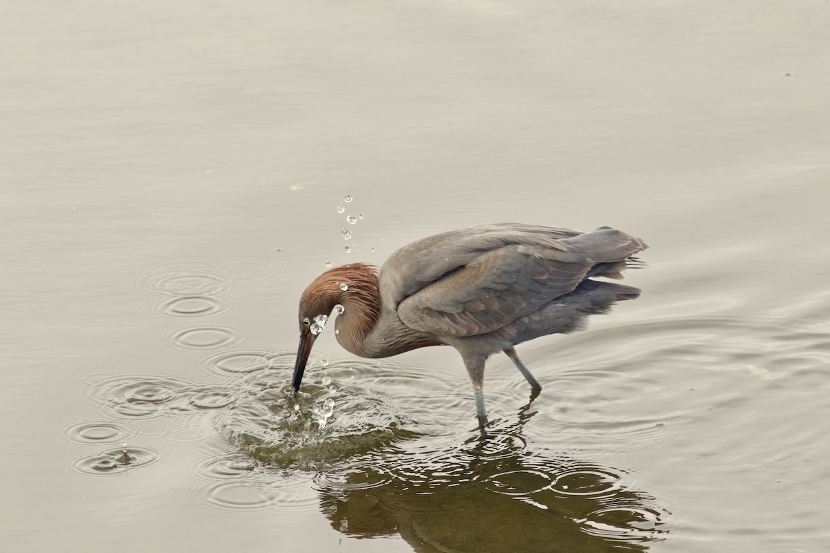 Reddish Egret - ML141357211