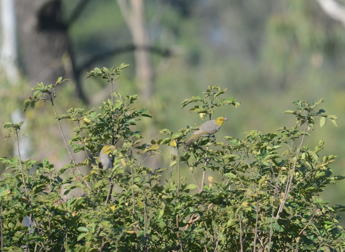 Yellow-throated Bulbul - Isheta Divya