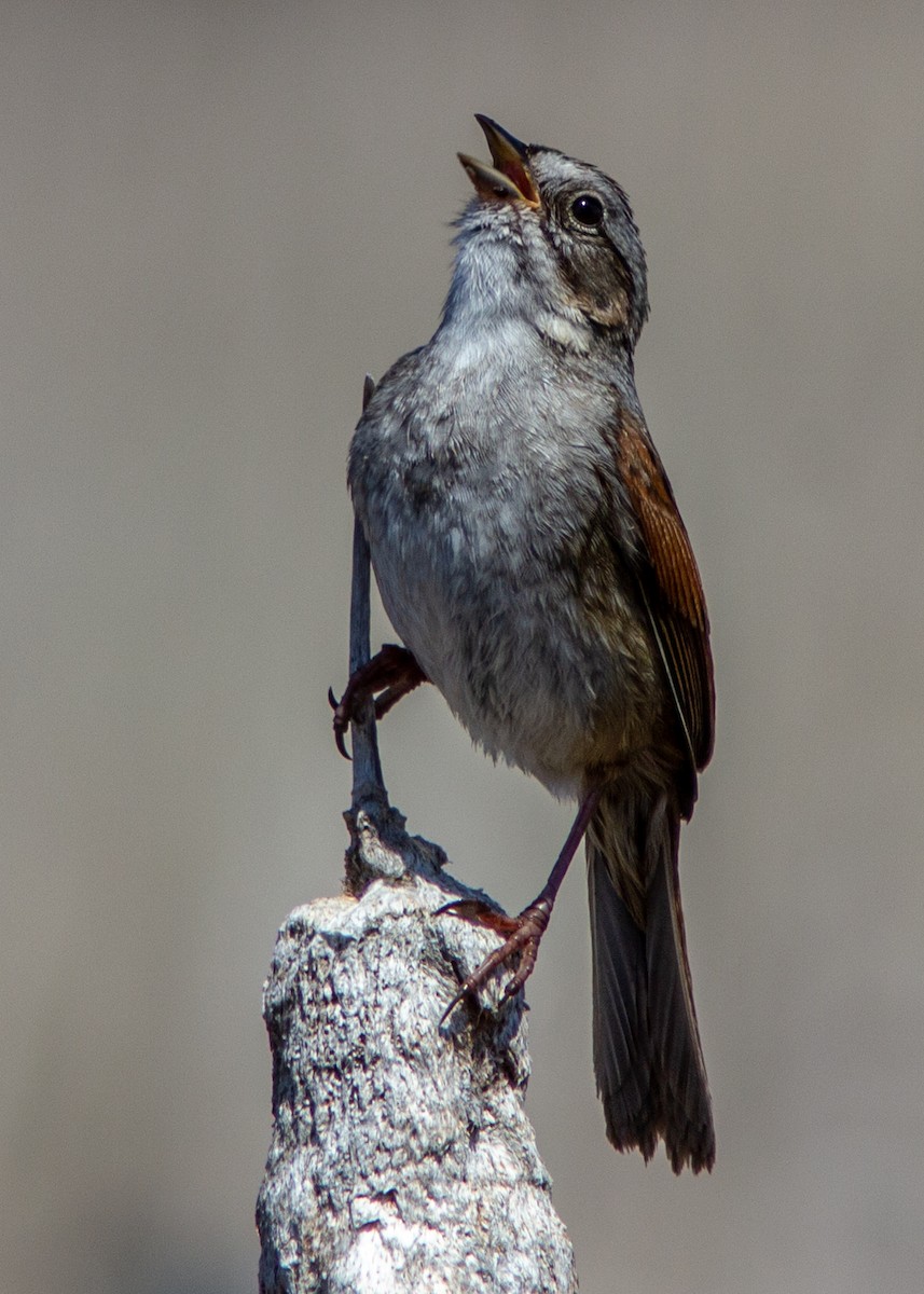 Swamp Sparrow - Marc Boisvert